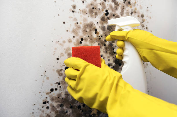 Best Mold Removal Company Near Me  in Fullerton, NE
