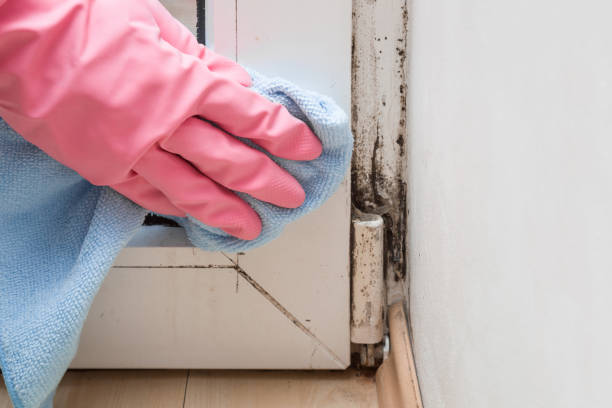 Best Mold Damage Repair  in Fullerton, NE